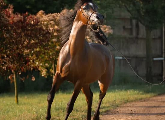 2dc79d0d d2c2 4906 a9ab 6ad0c271ac0f