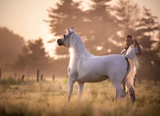 9ac85993 6f85 4ae6 882a cf903ea9139f