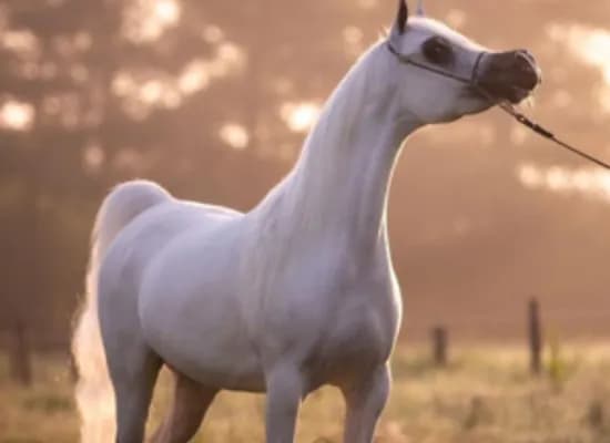 9da2ea9c d581 4c60 99d4 74b8c5a435bf