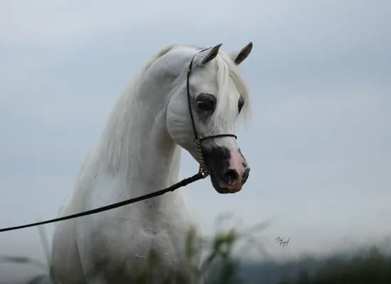 d917e27f 2204 4a2e 9126 720172d0662b