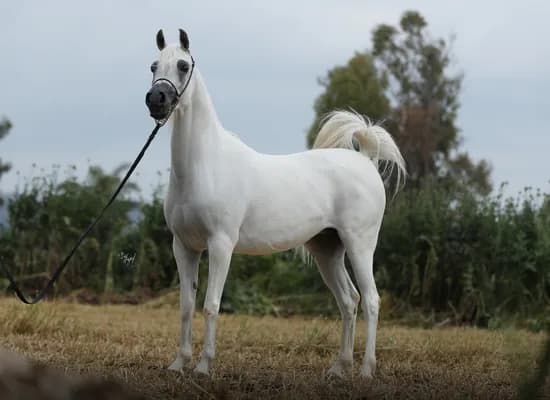 d92e0dd3 c9ab 4a5e 852e 216099c4befe