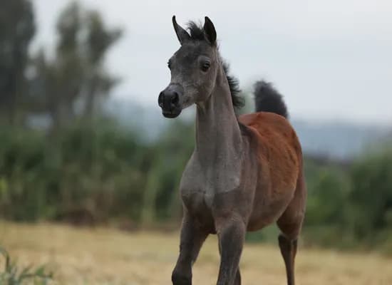 ded9acd5 dddc 40fe 97f4 3948b7be8768